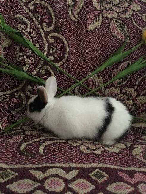 piękne KRÓLICZKI MINIATURKI !!!