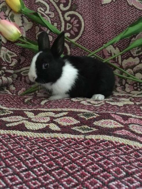 piękne KRÓLICZKI MINIATURKI !!!