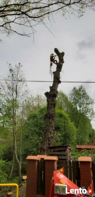 Wycinka drzew