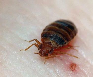 deratyzacja i pranie dywanów