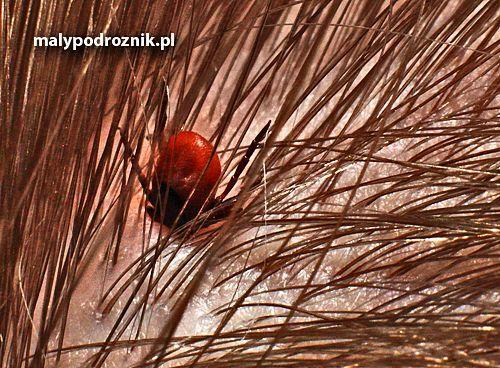 deratyzacja i pranie dywanów