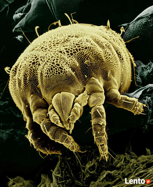 deratyzacja i pranie dywanów