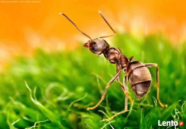 deratyzacja i pranie dywanów