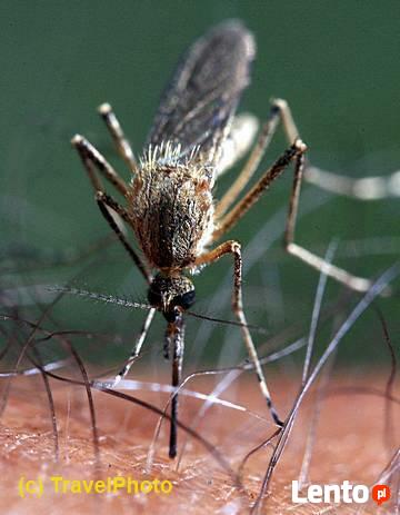 deratyzacja i pranie dywanów