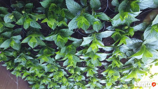 Zurawki, funkie sprzedam