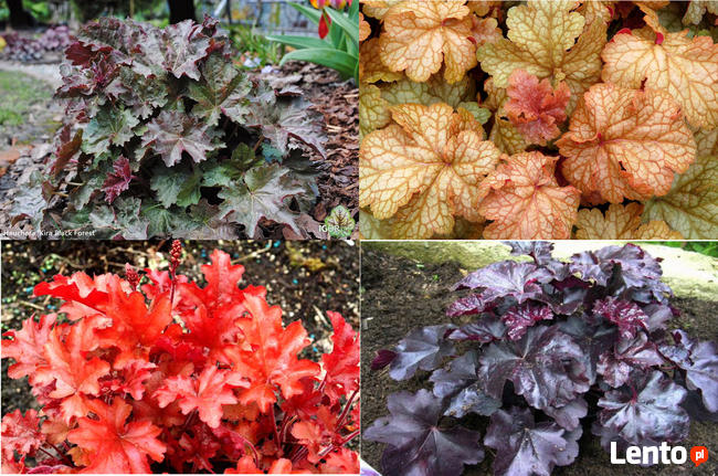 Zurawki, funkie sprzedam