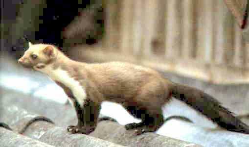 deratyzacja i pranie dywanów