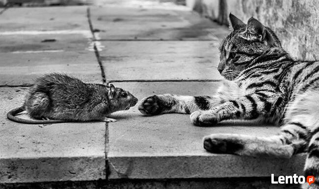 deratyzacja i pranie dywanów