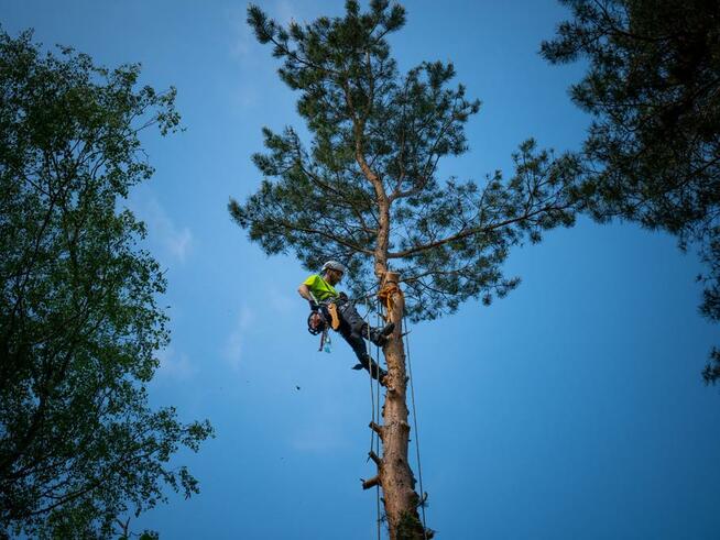 Wycinka i pielęgnacja drzew, prześwietlenie korony