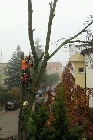 Pilarz-drwal, Arborysta wycinka i pielęgnacja drzew rębak