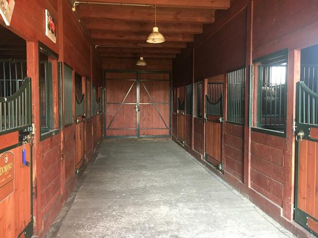 Stajnia, wolnowybiegowa pensjonat koni emerytów 55km odwaw