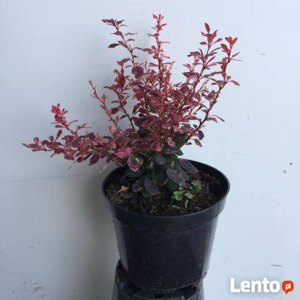 Berberys Thunberga Inspiration sadzonka 30 cm w pojemniku