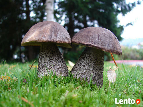 Grzybnia KOŹLARZ CZARNOBRĄZOWY KOŹLAK10 g MYCELIUM