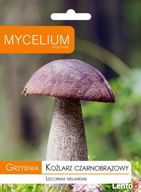 Grzybnia KOŹLARZ CZARNOBRĄZOWY KOŹLAK10 g MYCELIUM