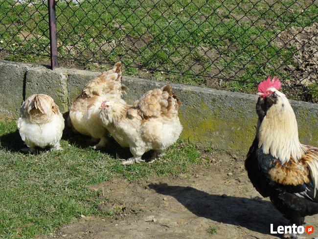 Fawerola łososiowa -jajka lęgowe