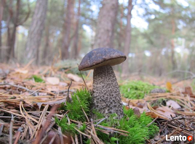 Grzybnia KOŹLARZ CZARNOBRĄZOWY KOŹLAK10 g MYCELIUM
