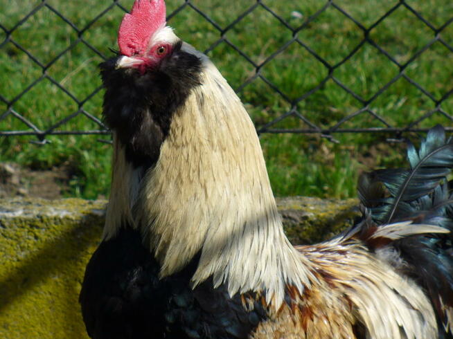 Fawerola łososiowa -jajka lęgowe