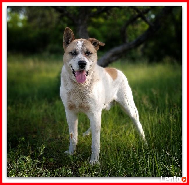 40 kg,owczarek środkowoazjatycki mix, kontaktowy, AKI.adopcja