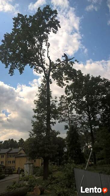 Wycinka i pielęgnacja drzew