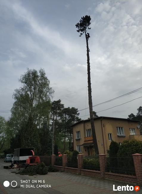 Wycinka i pielęgnacja drzew