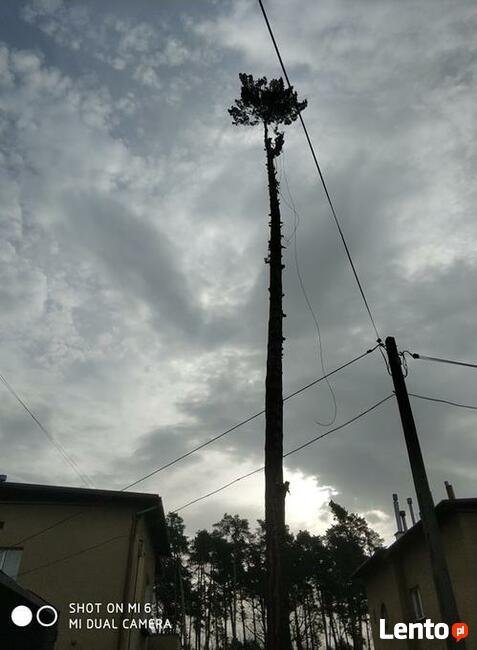 Wycinka i pielęgnacja drzew