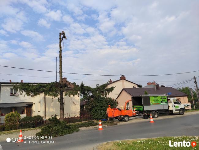 Wycinka i pielęgnacja drzew