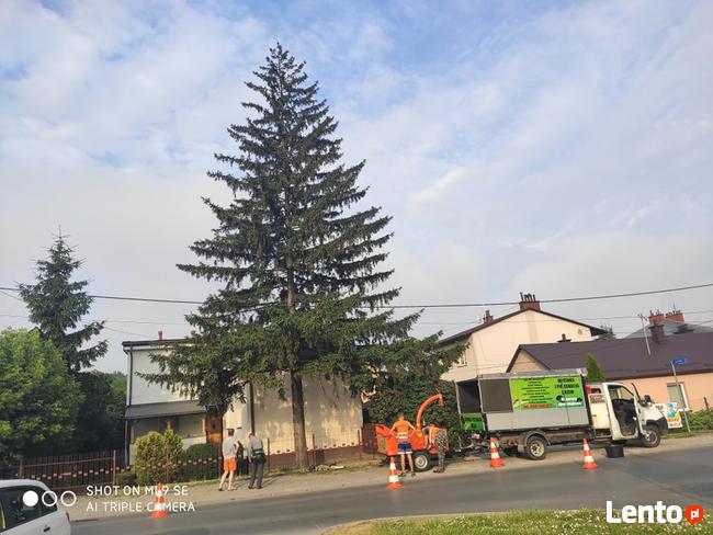 Wycinka i pielęgnacja drzew