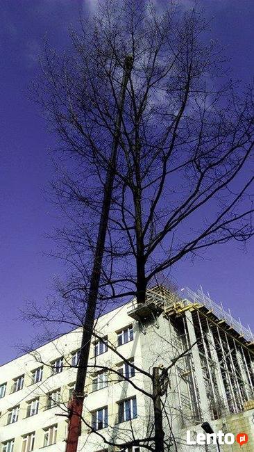 Wycinka i pielęgnacja drzew