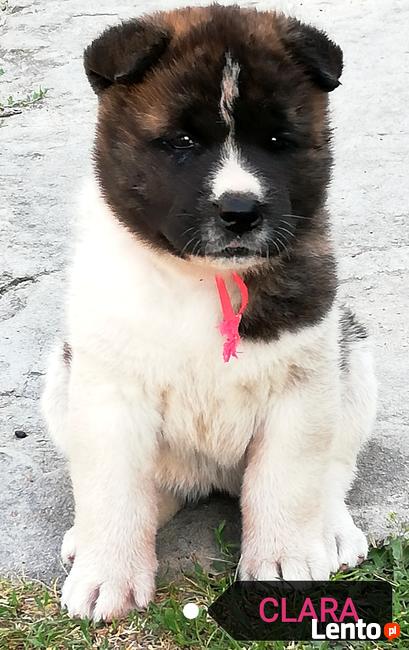 Akita amerykańska szczenięta sprzedam