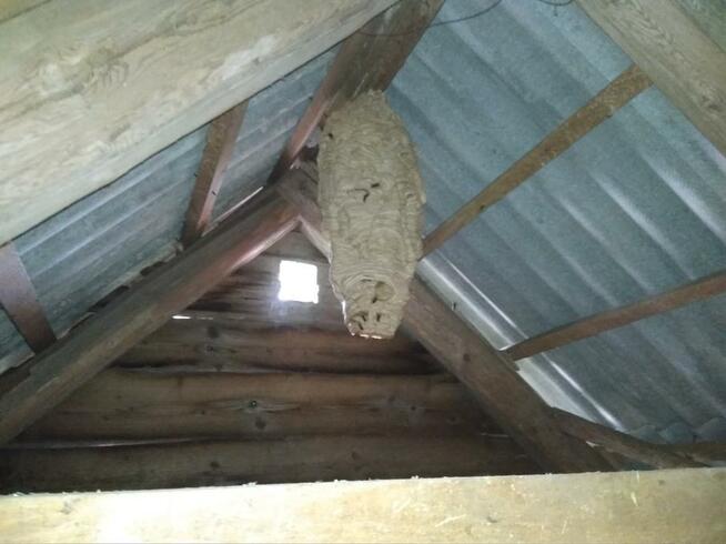 Likwidacja, usuwanie gniazd os, pszczół i szerszeni