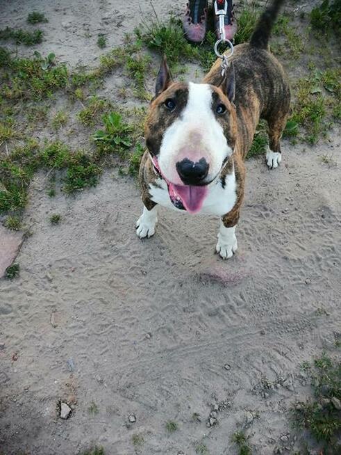 Zygmunt, bullterrier miniaturka do adopcji TTB Poznań