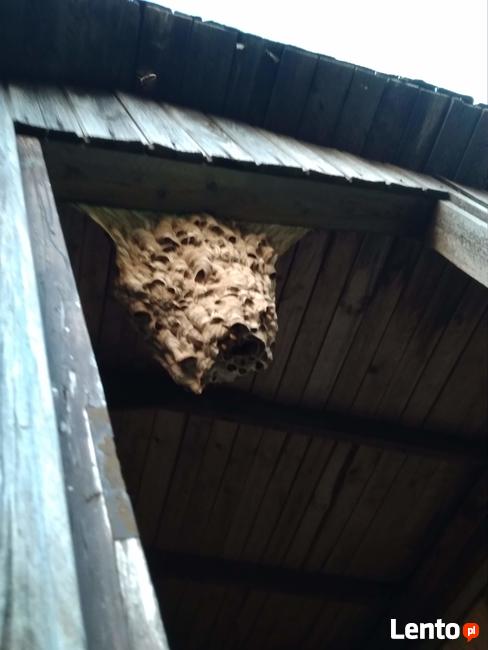 Likwidacja, usuwanie gniazd os, pszczół i szerszeni
