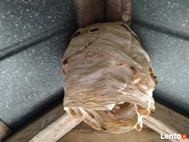 Likwidacja, usuwanie gniazd os, pszczół i szerszeni