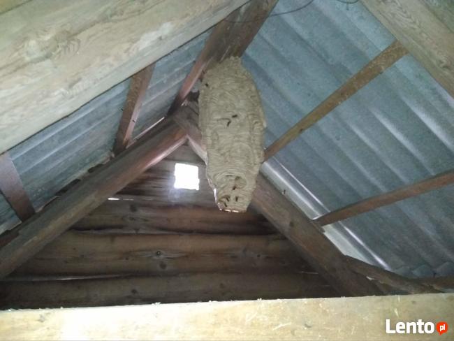 Likwidacja, usuwanie gniazd os, pszczół i szerszeni