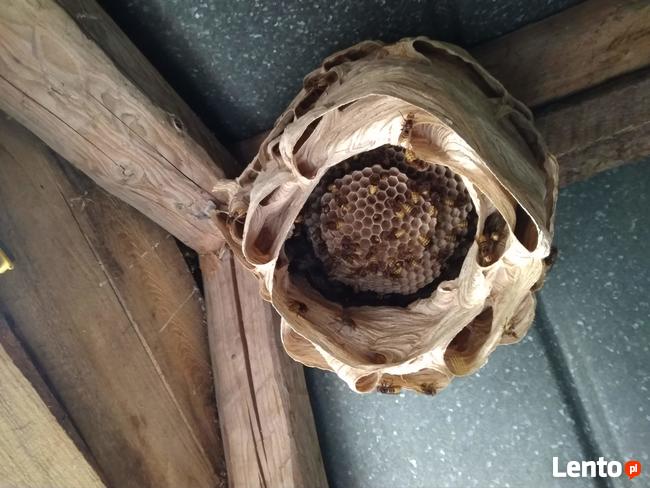 Likwidacja, usuwanie gniazd os, pszczół i szerszeni