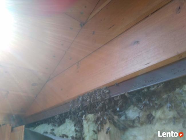 Likwidacja, usuwanie gniazd os, pszczół i szerszeni