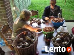 Agroturystyka Pod Kornutami