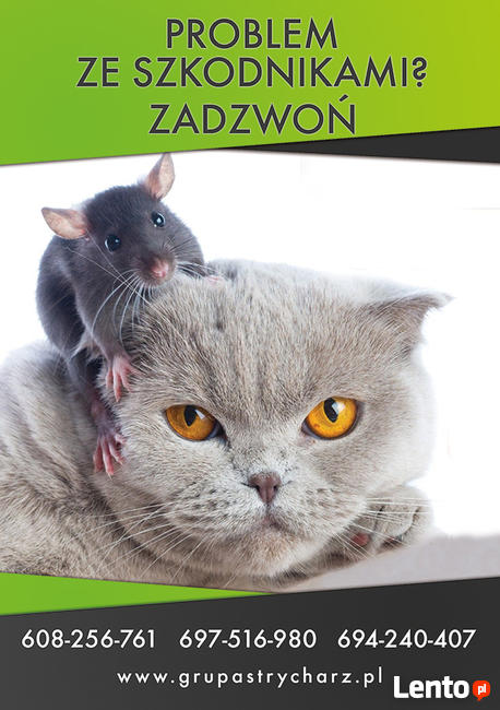 Osy, szerszenie szybka i skuteczna likwidacja gniazd