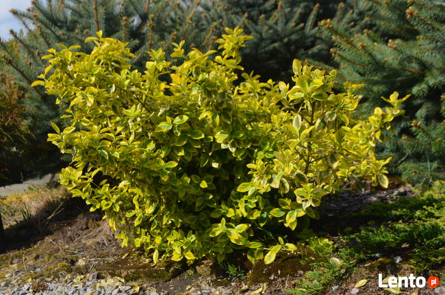 Szkółka Roślin Ozdobnych