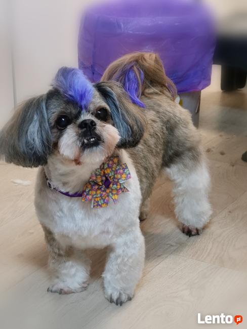 Psi fryzjer groomer strzyżenie psów -Poznań Rataje 508132952