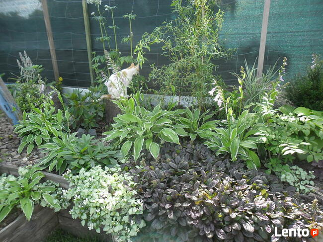 Hosta funkia