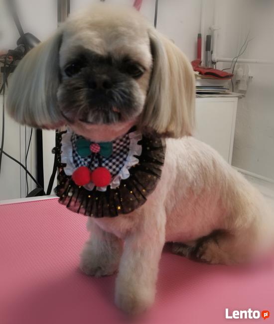 Psi fryzjer groomer strzyżenie psów -Poznań Rataje 508132952