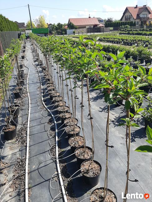 Hortensje Bukietowe Premium