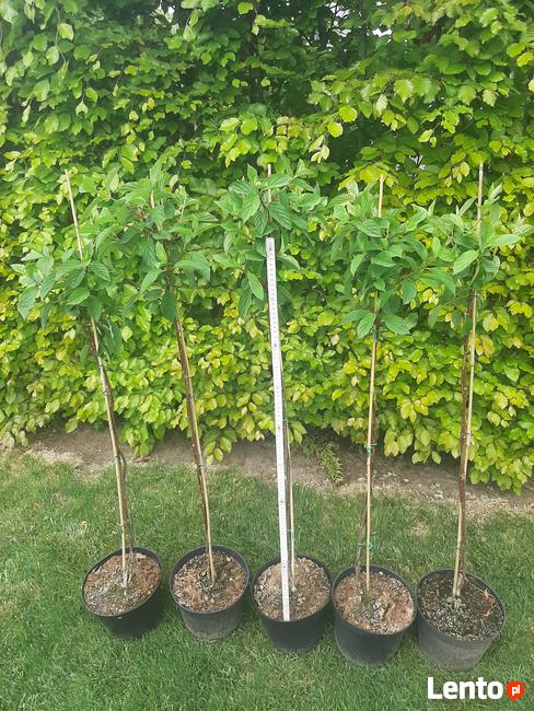 Hortensje Bukietowe Premium