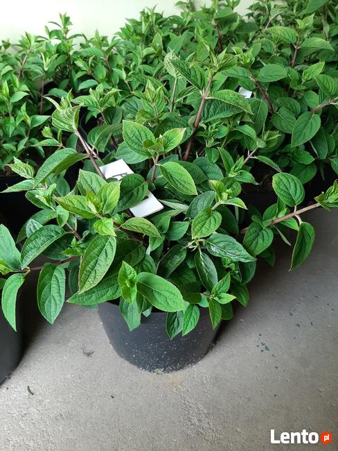 Hortensje Bukietowe Premium