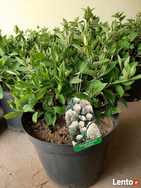 Hortensje Bukietowe Premium