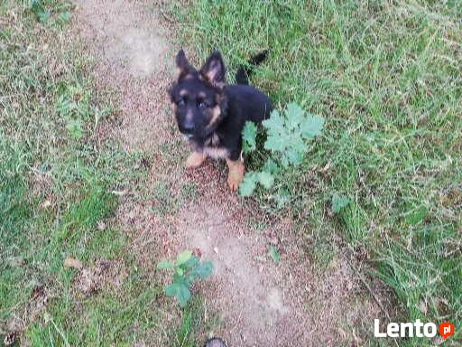 Hotel dla psów W BORDERKOWIE