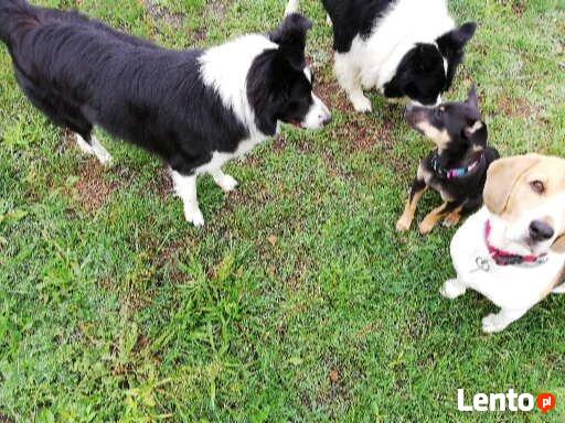 Hotel dla psów W BORDERKOWIE