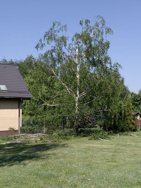 Wycinka i pielęgnacja drzew