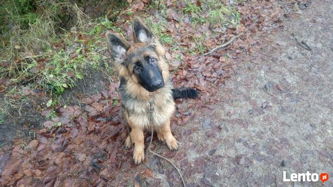 Hotel dla psów W BORDERKOWIE